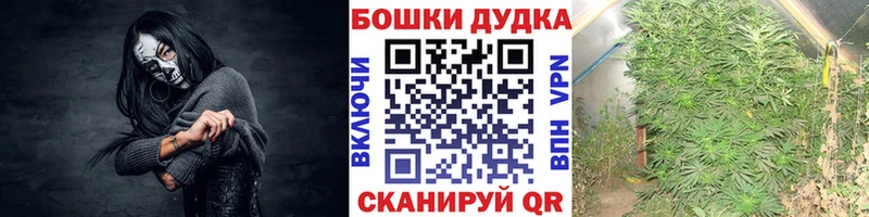 Купить где  Устюжна  Бошки Шишки SATIVA & INDICA 